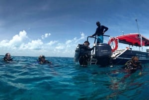 Cancun - dykning Cozumel Dykning för nybörjare