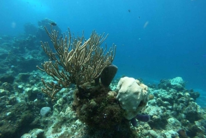 Cancun: Snorkelopplevelse i Cozumel