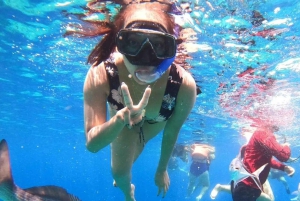 Cancun: Snorkelopplevelse i Cozumel