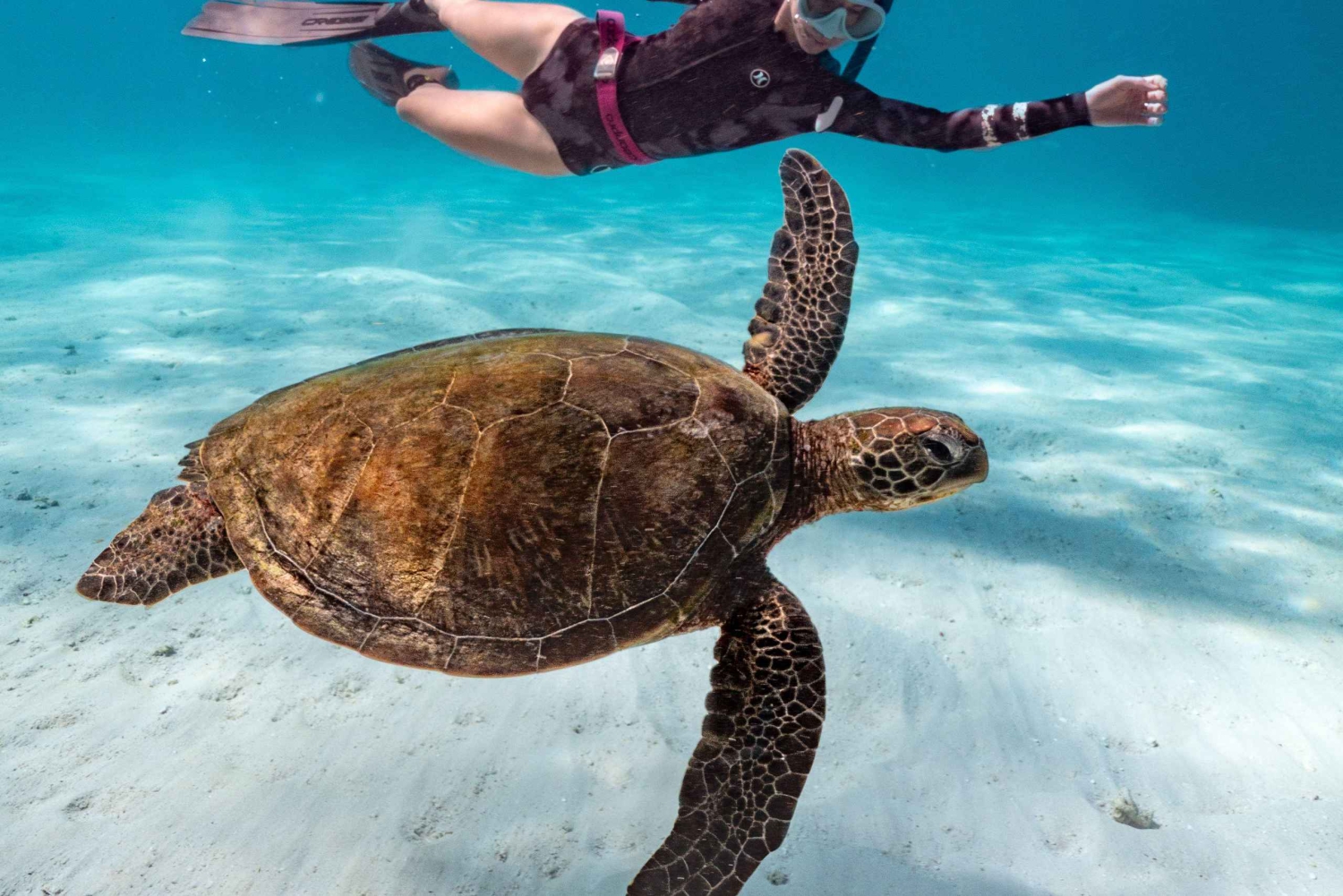 Cancún: Erkunde Tulum, schwimme mit Schildkröten und besuche eine Cenote
