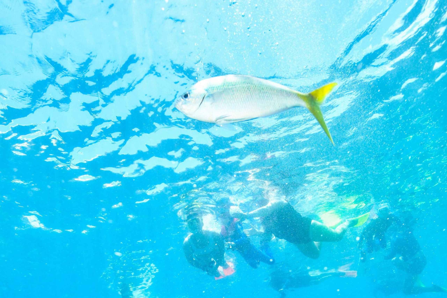 Cancun: Explore Tulum, swim with turtles, and visit a cenote