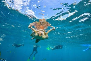 Cancun: Explore Tulum, swim with turtles, and visit a cenote