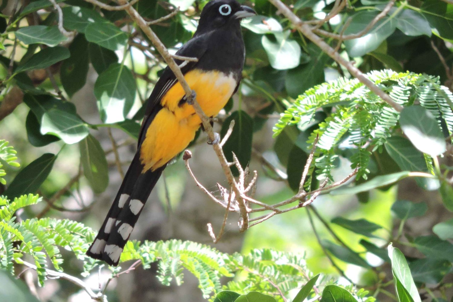 Cancún: begeleide vogelobservatiewandeling