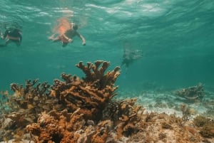 Cancun: Catamarã de festa só para adultos em Isla Mujeres com bebidas