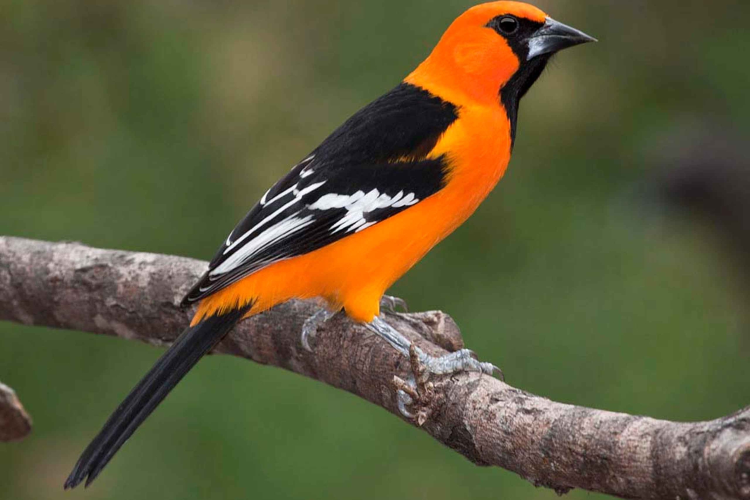 Cancún: Tour privado de observación de aves