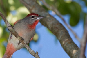 Cancún: Tour privado de observación de aves
