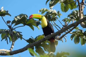Cancún: Tour privado de observación de aves