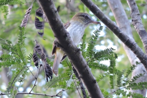 Cancún: Tour privado de observación de aves