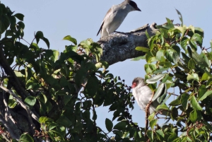 Cancún: Tour privado de observación de aves
