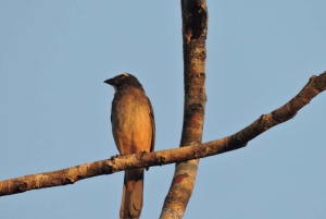 Cancún: Tour privado de observación de aves