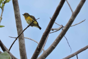 Cancún: Tour privado de observación de aves