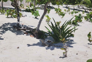Cancún: Tour de compras e mercado 28