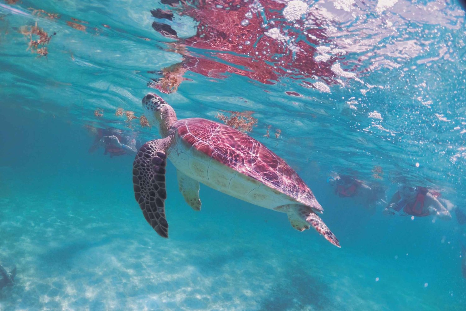 Cancún: excursão de snorkeling em Akumal com tartarugas marinhas e cenote