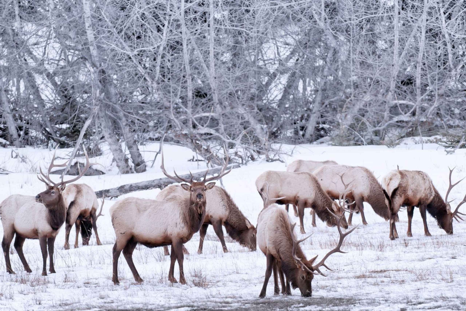 Canmore/Banff: Udforsk Banff og dyrelivet