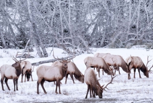 Canmore/Banff: Udforsk Banff og dyrelivet