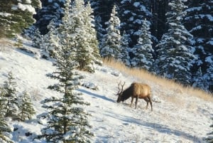 Canmore/Banff: Udforsk Banff og dyrelivet