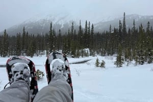 Canmore/Banff: Snowshoeing Adventure 2hrs +Transportation