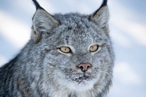 Canmore/Banff: Snowshoeing Adventure 2hrs +Transportation