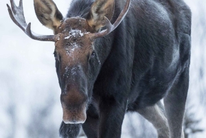Canmore/Banff: Snowshoeing Adventure 2hrs +Transportation
