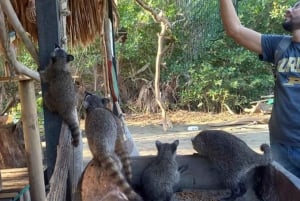 Cartagena: Canoe Tour through Mangroves