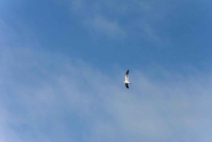 Cartagena: Kanotur med fugleobservation, transport og snack