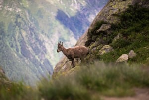 Chamonix: Guided Tour to the Aiguille du Midi and Montenvers