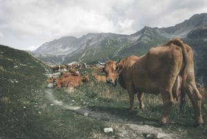 Chamonix: Vandring og prøvesmaking av lokale produkter med utsikt mot Mont Blanc