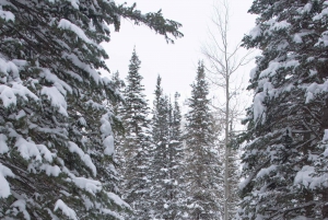 Chamonix: Faz snowshoeing sob as estrelas