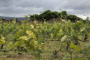 Champagne Vineyard Experience: Delve into the terroir