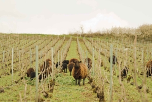 Champagne Vineyard Experience: Delve into the terroir
