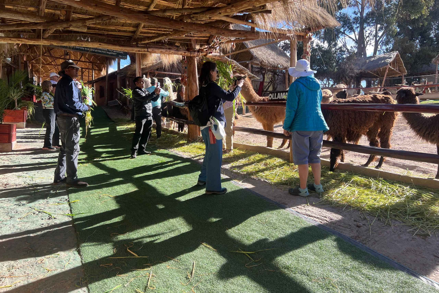 Tour de la ciudad Cusco & Tour de Camélidos & Pachamanca