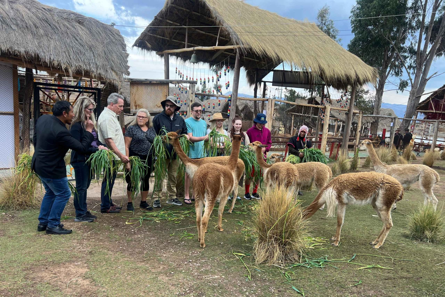 Kaupunkikierros Cusco & Camelids Tour & Pachamanca