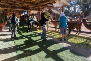 Stadtführung Cusco & Kameliden Tour & Pachamanca