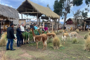 Stadtführung Cusco & Kameliden Tour & Pachamanca