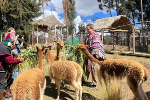 Stadtführung Cusco & Kameliden Tour & Pachamanca