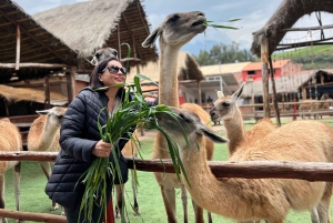 Stadtführung Cusco & Kameliden Tour & Pachamanca