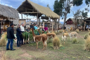 Kaupunkikierros Cusco & Camelids Tour & Pachamanca