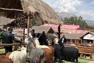 Kaupunkikierros Cusco & Camelids Tour & Pachamanca