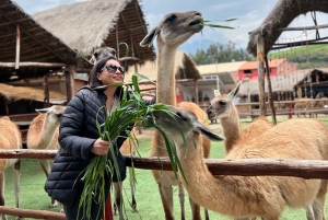 Kaupunkikierros Cusco & Camelids Tour & Pachamanca