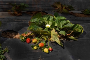 Comalapa kultur- og landbrugsoplevelse fra Antigua Guatemala