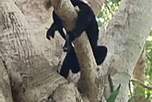 Costa Maya: Chacchoben en ananasproeverij