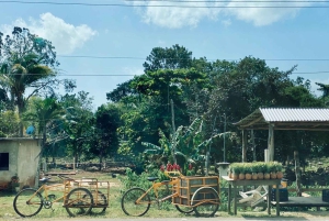 Costa Maya: Chacchoben Mayan Ruins Guided Tour