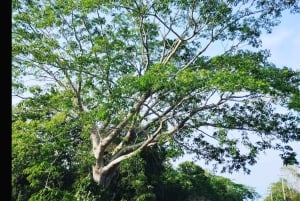 Costa Maya: Mayan ruins and jungle