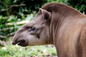 Costa Rica: Guided Nature Hike in Cahuita National Park