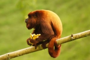 Costa Rica: Guided Nature Hike in Cahuita National Park