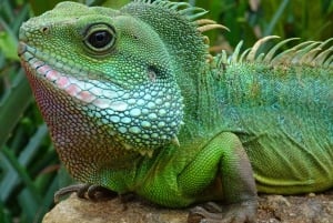 Costa Rica: Guided Nature Hike in Cahuita National Park