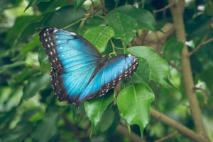 Costa Rica: Guided Nature Hike in Cahuita National Park