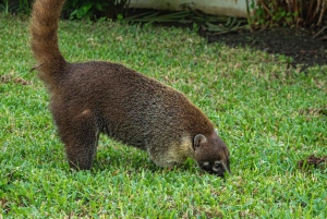 Costa Rica: Guided Nature Hike in Cahuita National Park
