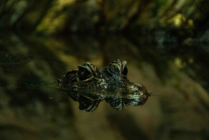 Costa Rica: Guided Nature Hike in Cahuita National Park