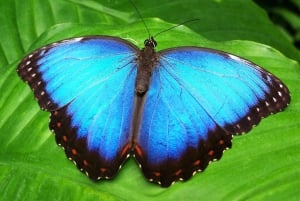 Costa Rica: Guided Nature Hike in Cahuita National Park